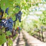 rutas del vino con tacadevi por barcelona