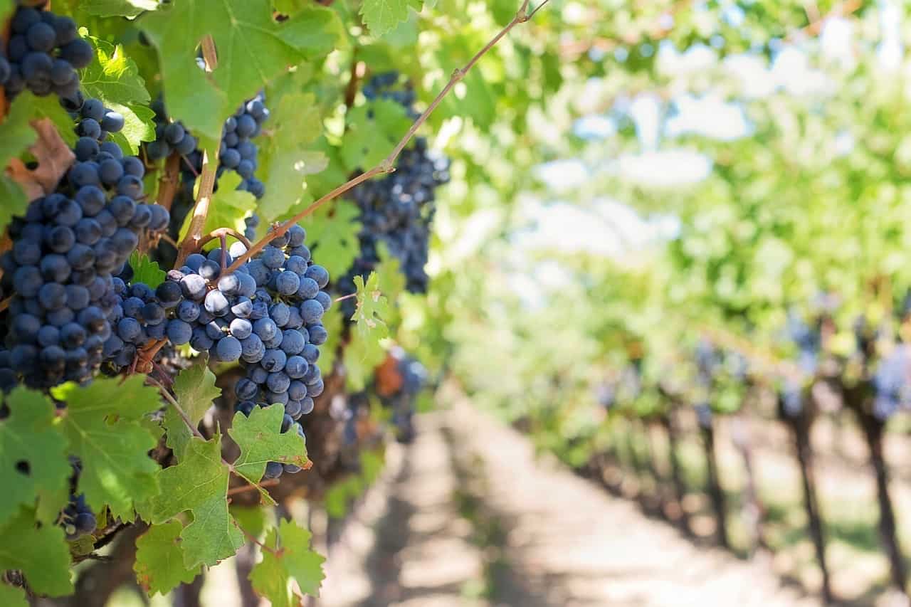 rutas del vino con tacadevi por barcelona