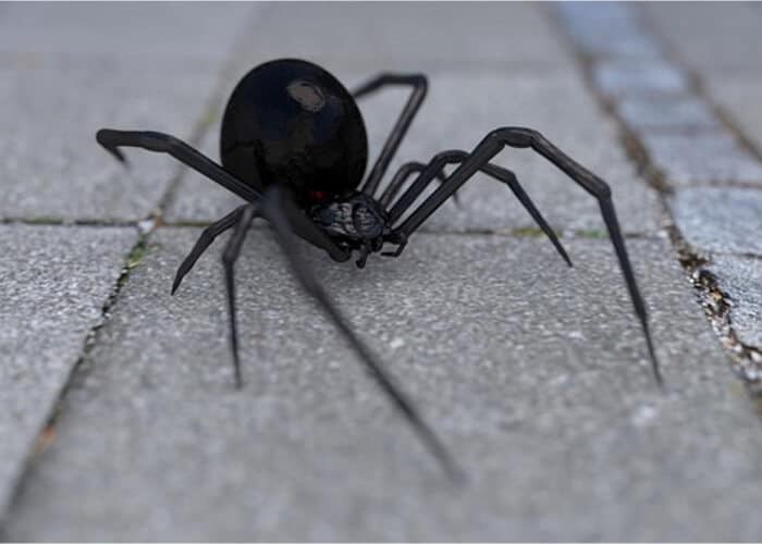 viuda negra