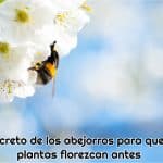 abejorro polinizando una flor