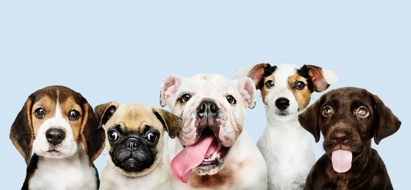 mascotas para su crecimiento