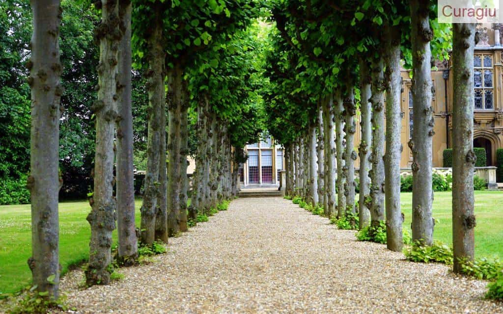 Pathway Between Trees Towards House