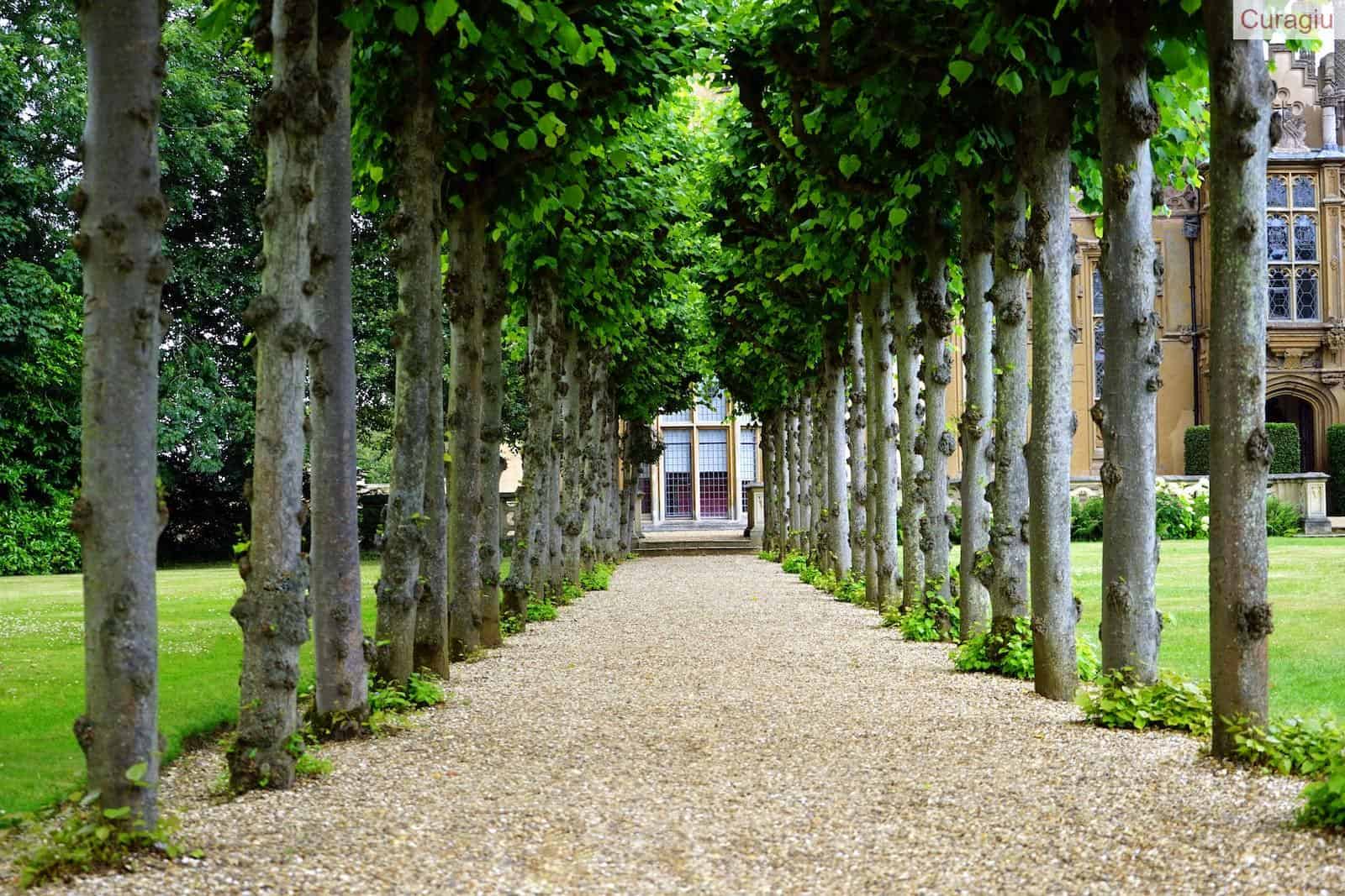 Pathway Between Trees Towards House