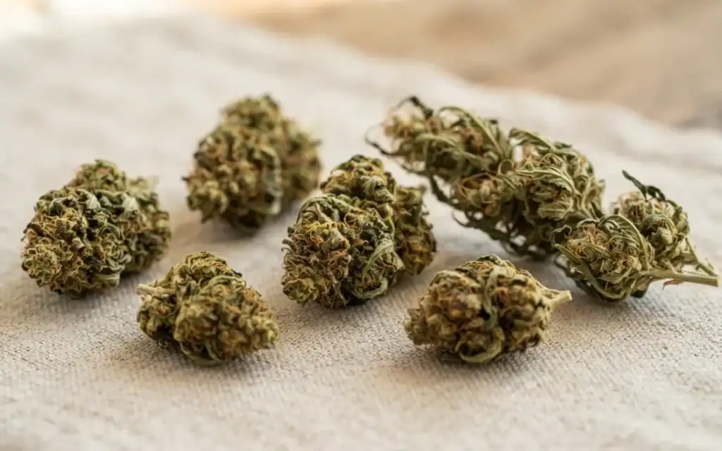 Flores de CBD con diferentes estructuras y tipos de cultivo